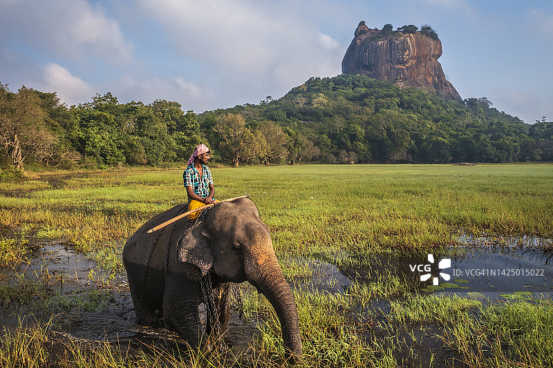 斯里兰卡象夫骑象，背景为狮子岩图片素材