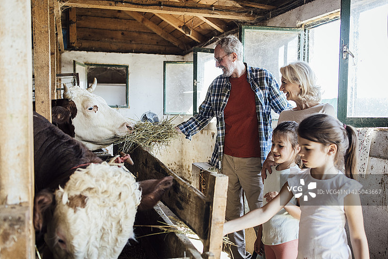 小妹妹和她们的祖父母在农场喂牛图片素材
