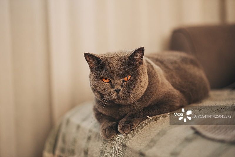 铜色眼睛的可爱英国短毛猫图片素材