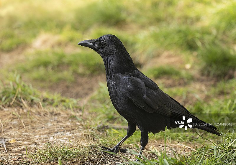 乌鸦图片素材