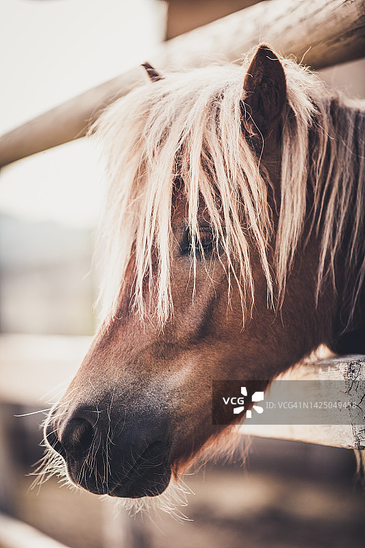 可爱的小马驹肖像图片素材