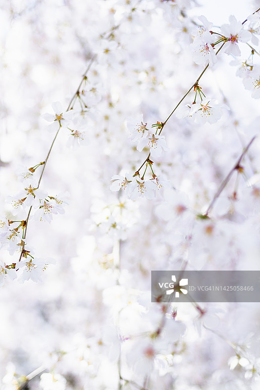 哭泣的樱花图片素材