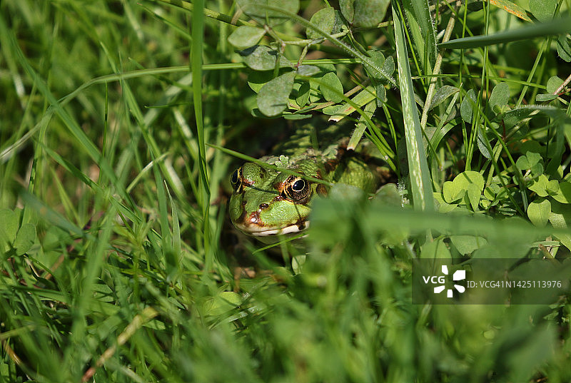 一只沼泽蛙坐在池塘边缘的植被中图片素材
