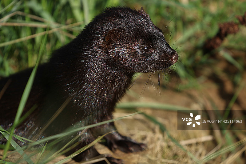 英国野生动物中心水貂的头部特写图片素材