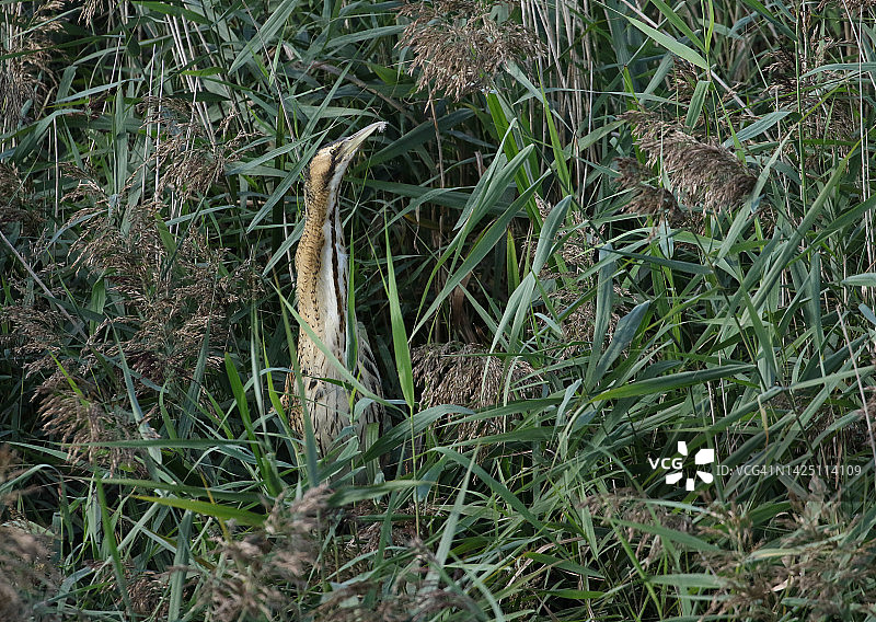 稀有的鹭鸶栖息在湖边生长的芦苇上图片素材