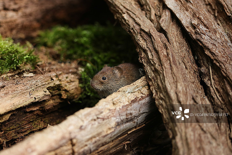 可爱田鼠在林地木堆中觅食图片素材