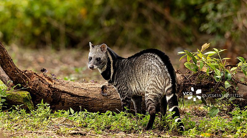 大型印度灵猫（Viverra zibetha），生活在热带森林中，身体呈黑白色图片素材