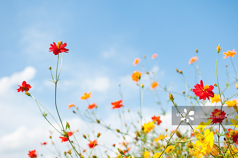 在蓝色秋空下生长的红色和黄色格桑花图片素材