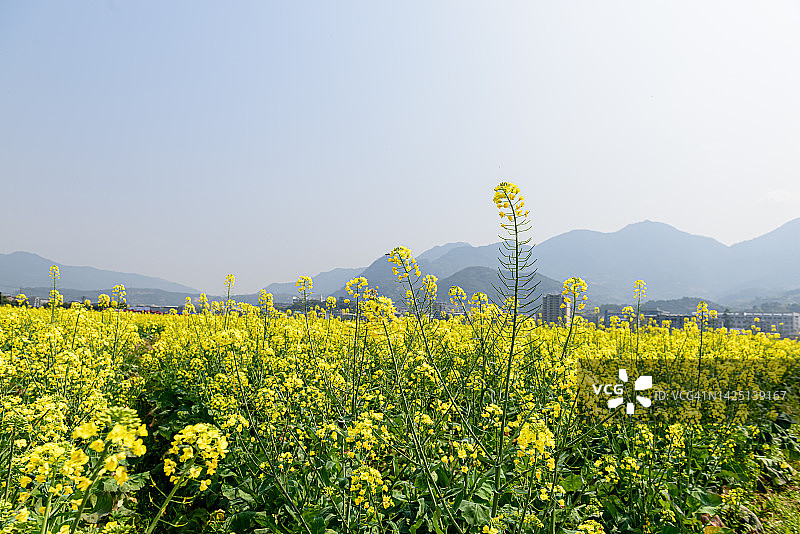油菜花图片素材