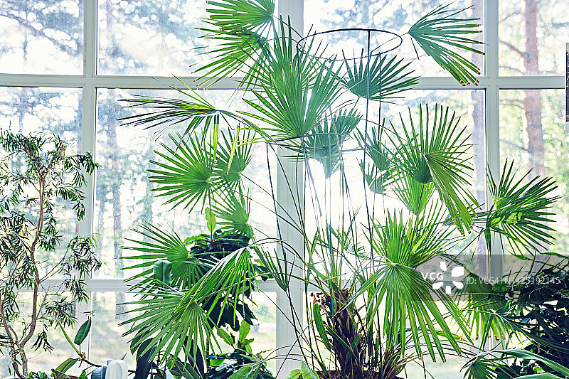 室内热带植物背景：盆栽花卉图片素材