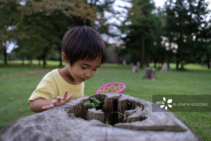 在公园里看着树桩的小男孩图片素材
