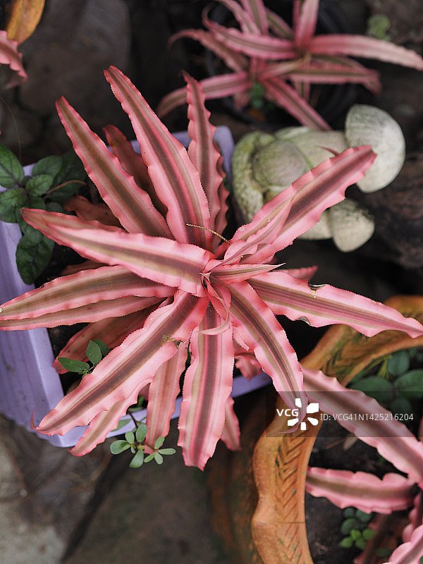 美丽的凤梨图片素材