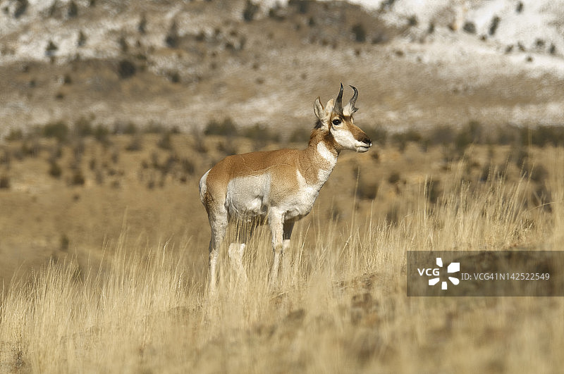 叉角羚在黄石公园的山丘上图片素材