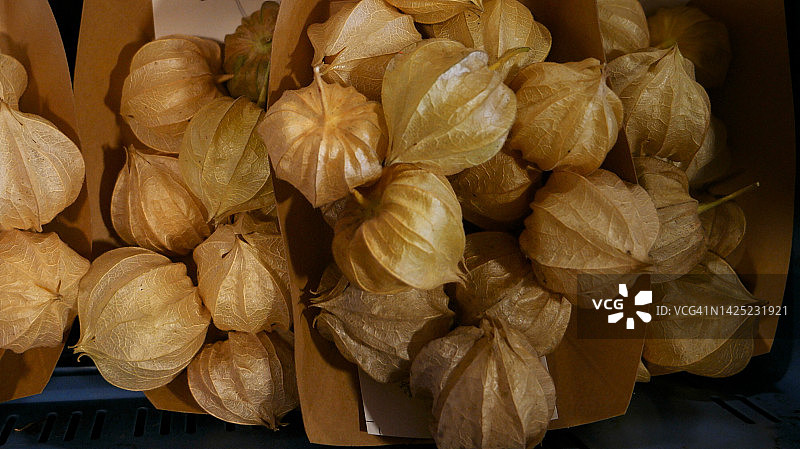 酸浆属图片素材