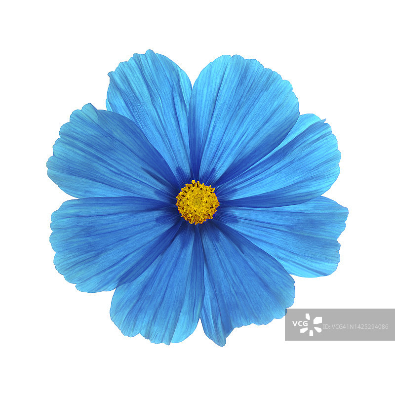 白色背景上的蓝色大波斯菊图片素材