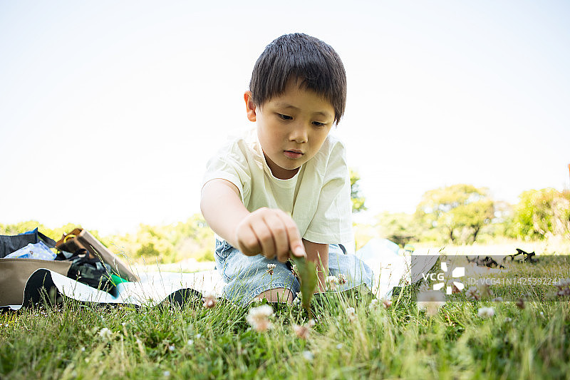 在公园里采摘蒲公英的五岁男孩图片素材