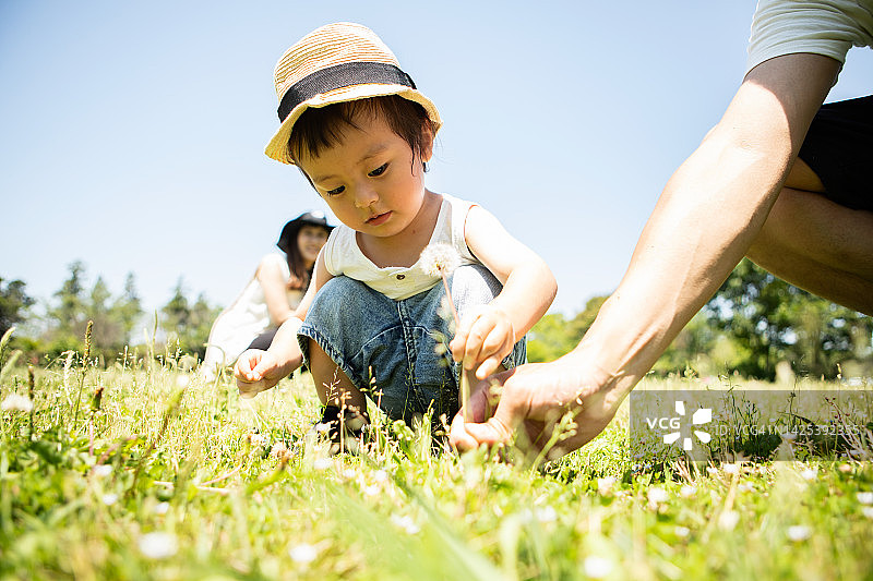 母亲在身后看着，父亲帮助一个一岁男孩在公园里寻找蒲公英图片素材
