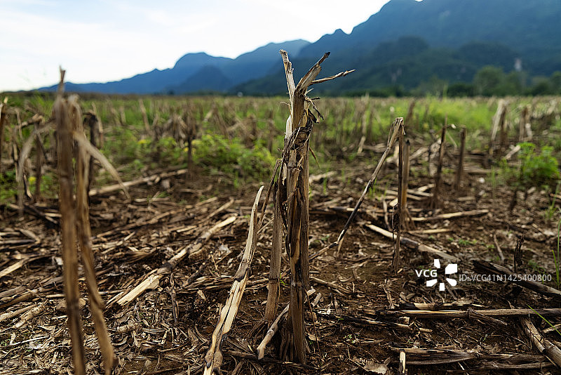野火焚烧玉米地后的粮食危机：全球粮食危机概念图片素材