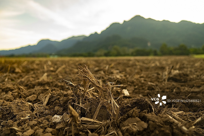 洪水灾害后的玉米田与全球粮食危机概念图片素材