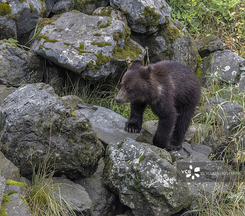 攀爬岩石的幼熊图片素材