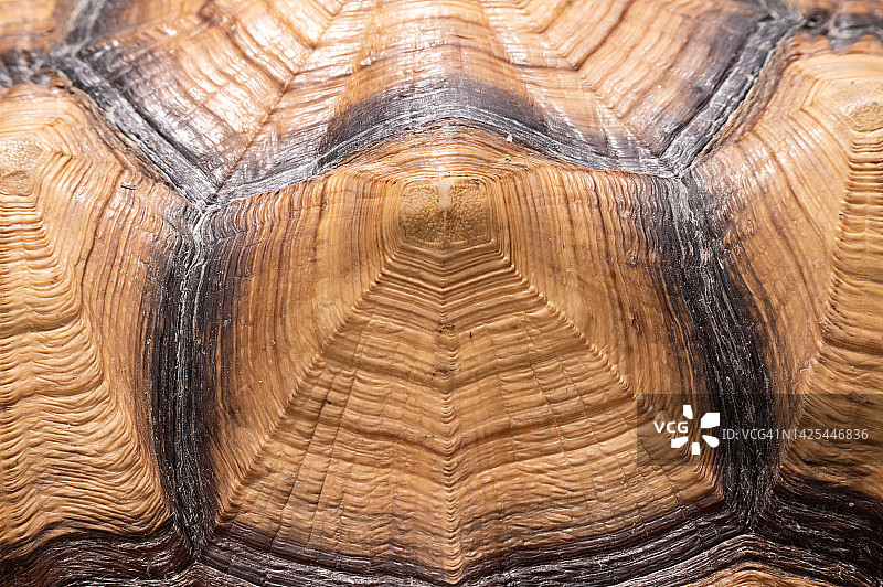 苏卡达陆龟特写图片素材