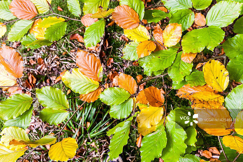 山毛榉树叶颜色变化特写图片素材
