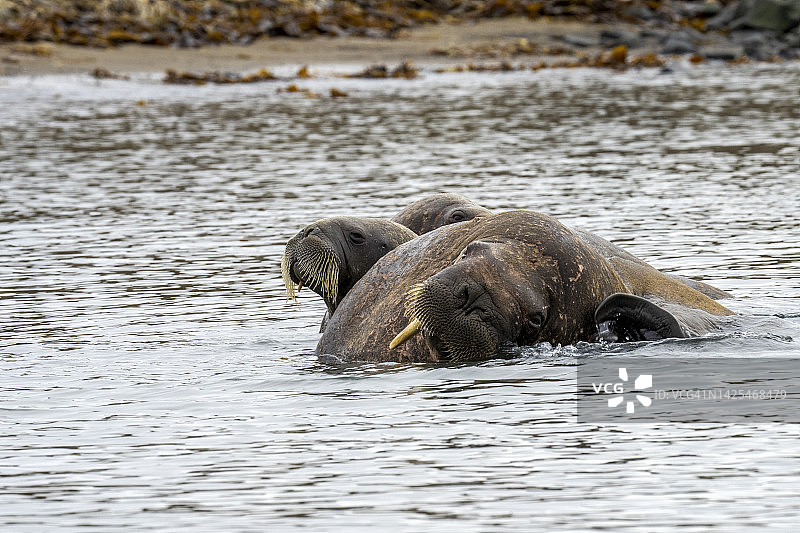 大西洋海象（Odobenus rosmarus）图片素材