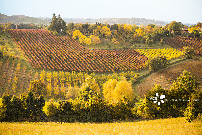 秋季的意大利葡萄园图片素材