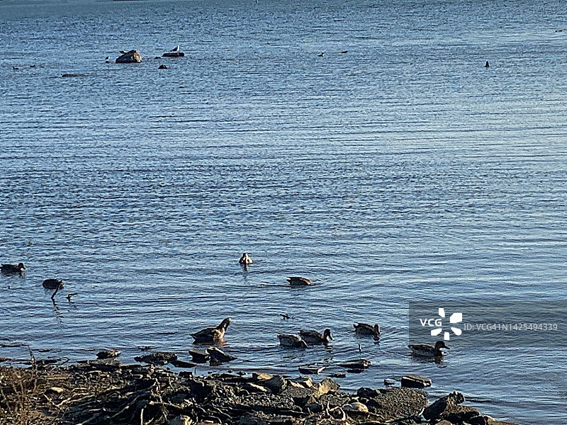 贝尔维尤公园／圣玛丽河／苏圣玛丽／安大略／加拿大图片素材