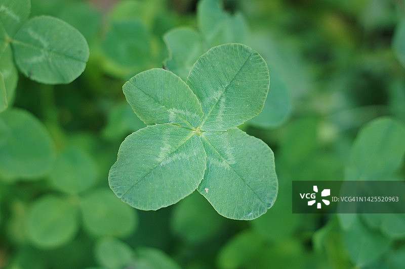 三叶草图片素材