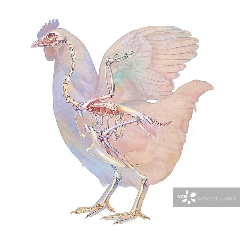 母鸡骨骼绘画图片素材