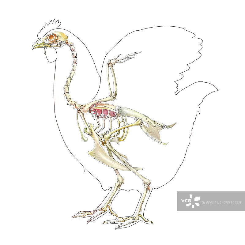 母鸡骨骼绘画图片素材