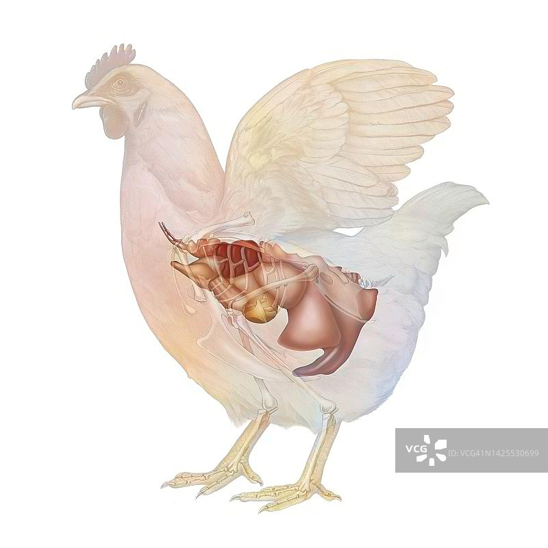 母鸡解剖图图片素材