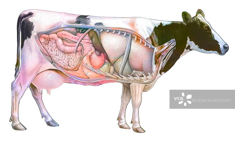 奶牛解剖结构图图片素材