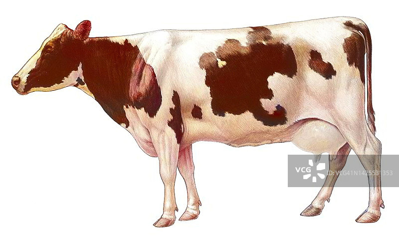 家养奶牛图片素材