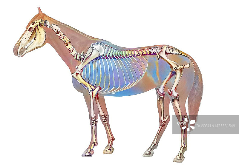 马骨骼图片素材