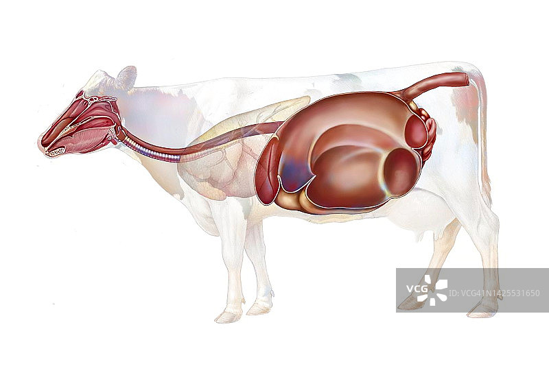 奶牛消化系统图图片素材