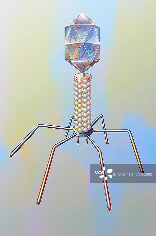 噬菌体图片素材