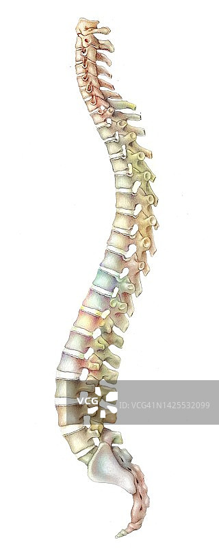脊柱绘画图片素材