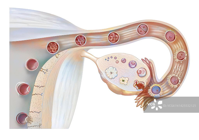 受精过程示意图图片素材