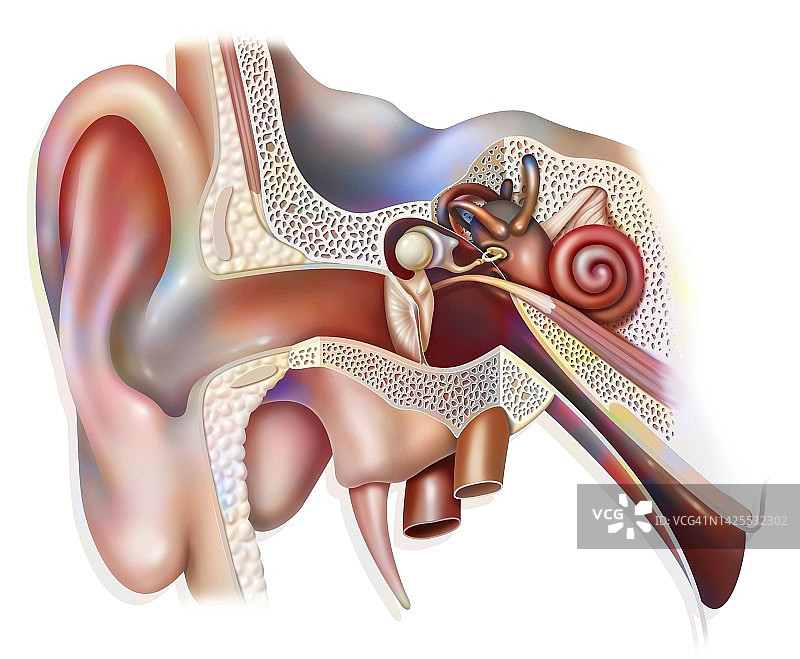 内耳结构图图片素材