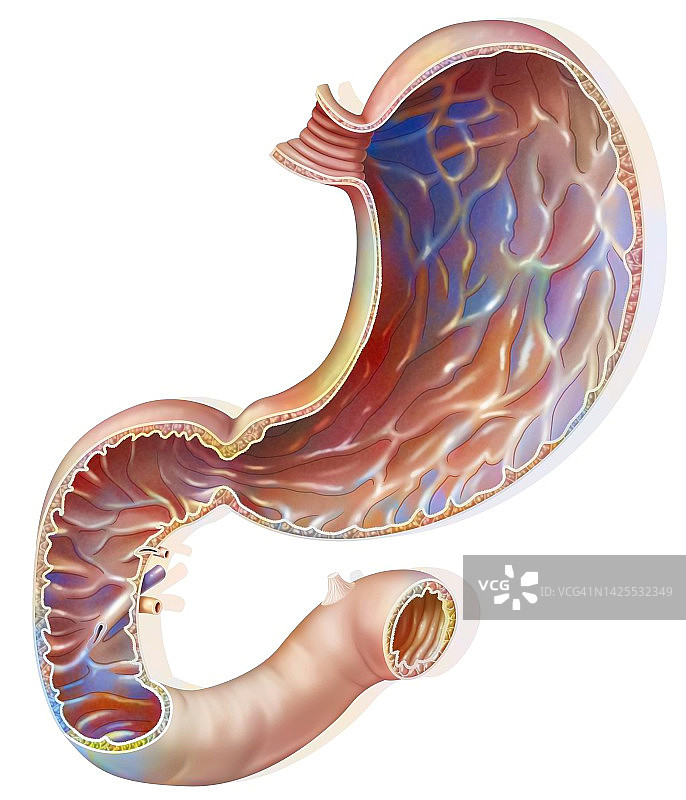 胃部图图片素材