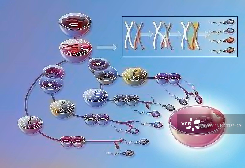 精子发生图图片素材