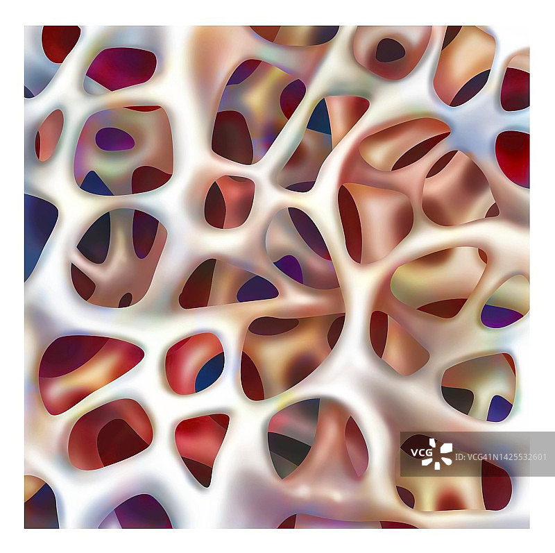 松质骨图片素材