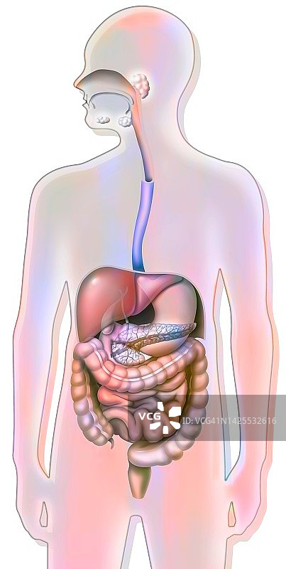消化系统结构图图片素材