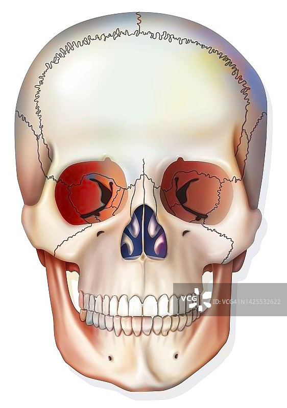 骷髅绘画图片素材