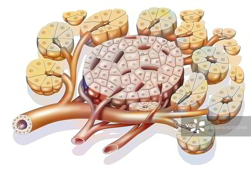 胰腺图图片素材