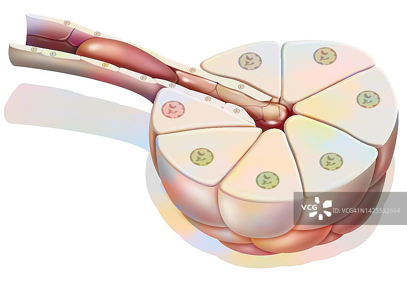 胰腺炎图示图片素材