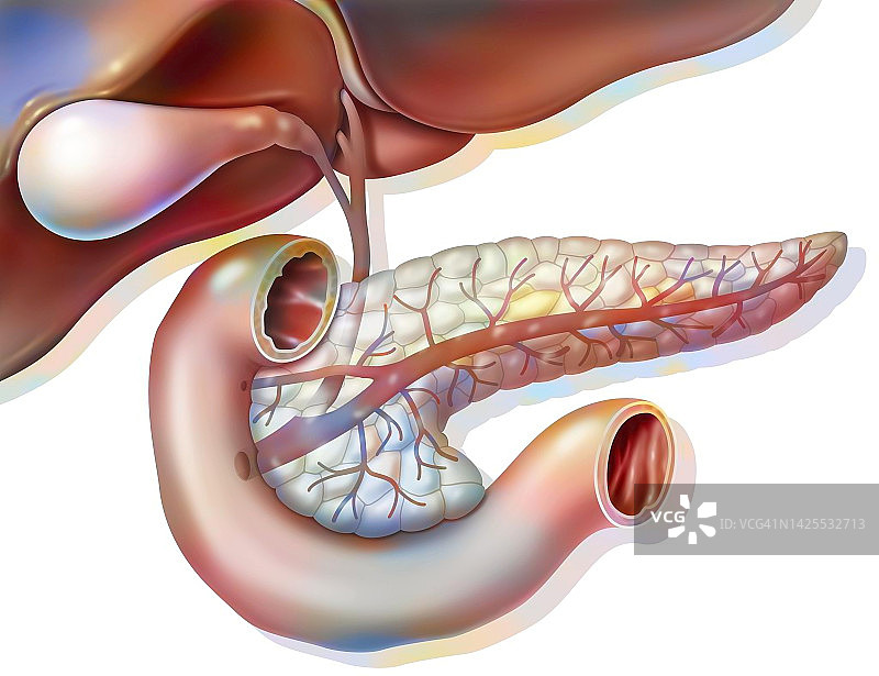 胰腺图图片素材