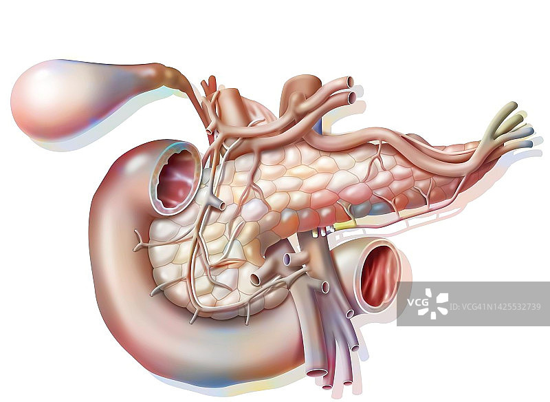 胰腺图图片素材